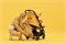Детская прогулочная коляска Anex AIR-X Ax-04/L yellow 1161082482 - фото 103227