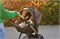 Автокресло Chicco Kory Plus I-size Bronze Lizard Re_lux 384782247 - фото 122569