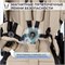 Детская коляска Sweet Baby Stella Plus Neo 2 в 1 Beige 731302972 - фото 3596
