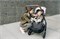 Коляска UPPAbaby Cruz V2 2 в 1 LUCY 548123833 - фото 37231