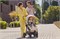 Коляска Chicco Bellagio 3 в 1 с автокреслом Kory Essential I-size Amber Glow 977099098 - фото 58335
